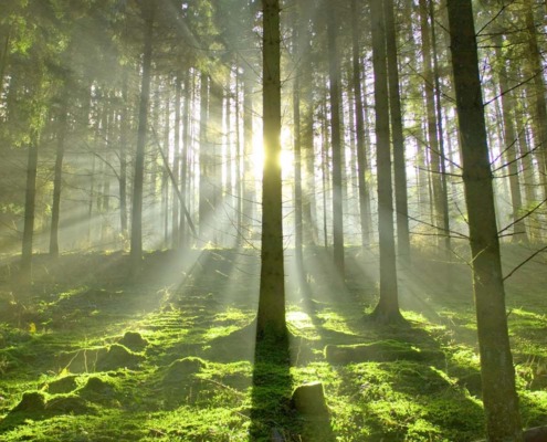 Wald mit Sonnenstrahlen